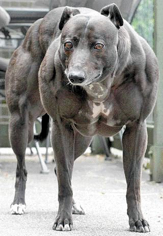 Monster Dog